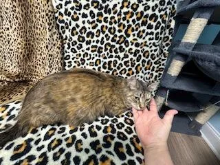 Valentina thumbnail 2