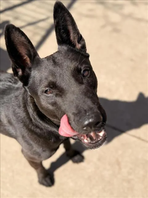 A young medium-sized male German Shepherd Dog dog named Maximus for adoption in Tulsa, OK