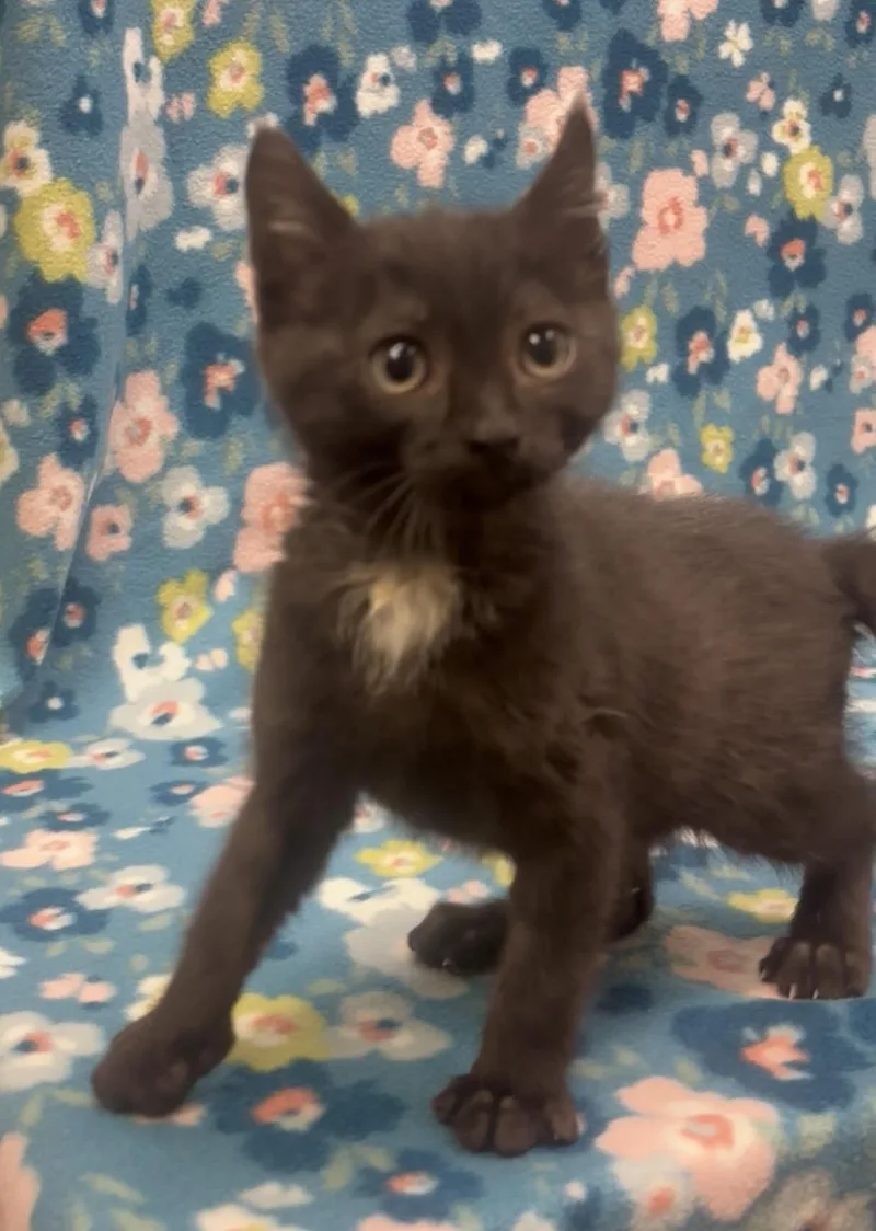 A baby medium-sized male Black Domestic Short Hair cat named Toad for adoption in Payson, AZ