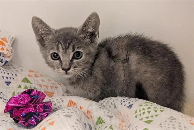 A baby small-sized female Domestic Short Hair cat named A for adoption in Moreno Valley, CA