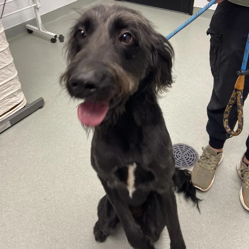 An adult medium-sized male Gray / Blue / Silver Poodle dog named Max for adoption in Abilene, TX