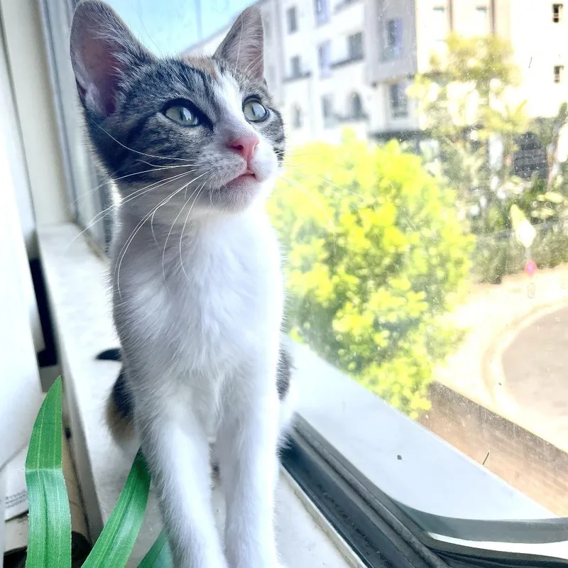 A baby small-sized female Calico Domestic Short Hair cat named Cali for adoption in Los Angeles, CA