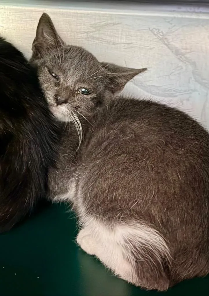 A baby medium-sized male Domestic Short Hair cat named Smee for adoption in Burnsville, NC