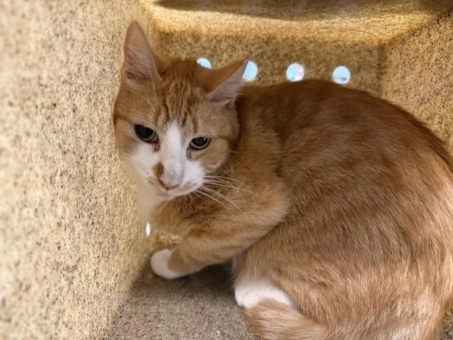 An adult small-sized male Domestic Short Hair cat named Riff Raff for adoption in Thousand Palms, CA
