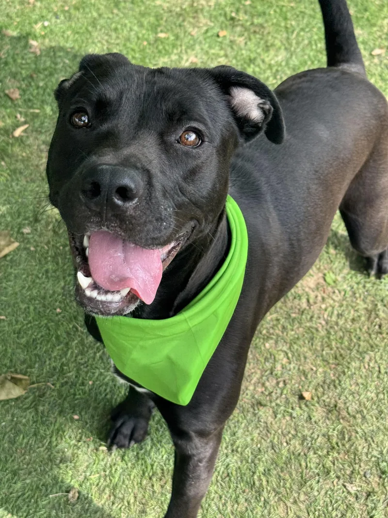 An adult medium-sized male Black Pit Bull Terrier dog named Gordon for adoption in Anderson, IN