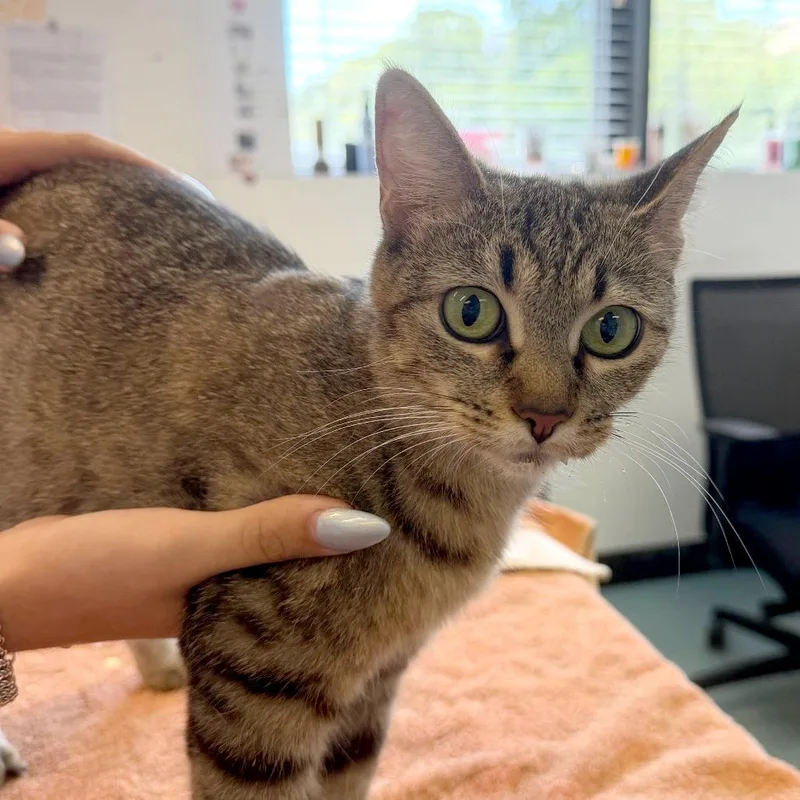 A young medium-sized female Domestic Short Hair cat named Ocean Siren for adoption in Austin, TX