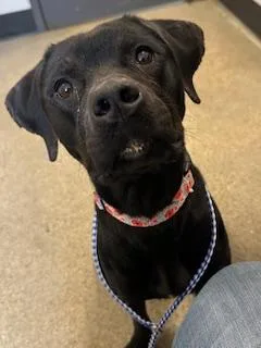 A young medium-sized female Black Cane Corso dog named Kennedy for adoption in Cleveland, OH
