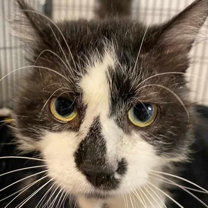 Buster Fiv+ thumbnail 2