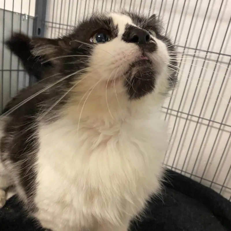 Buster Fiv+ thumbnail 3