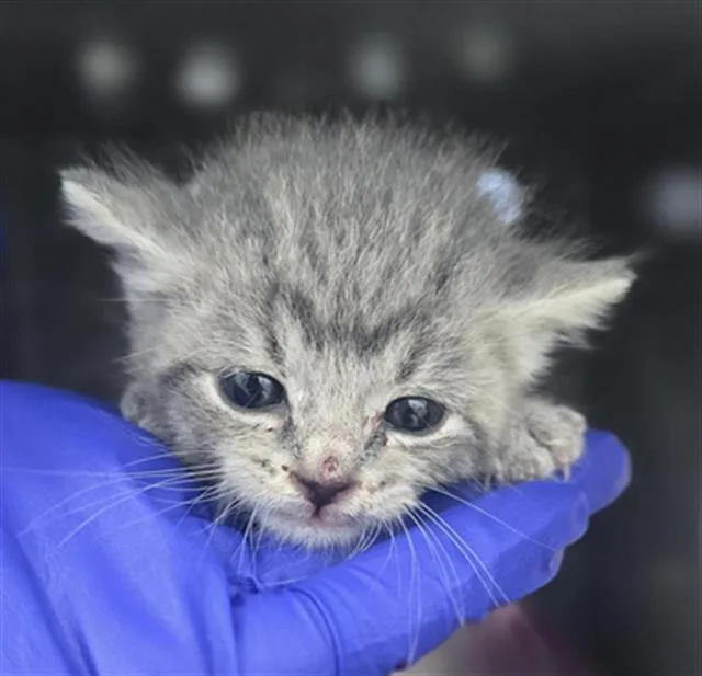 A baby medium-sized female Domestic Short Hair cat named Ms. Grey for adoption in Dallas, TX