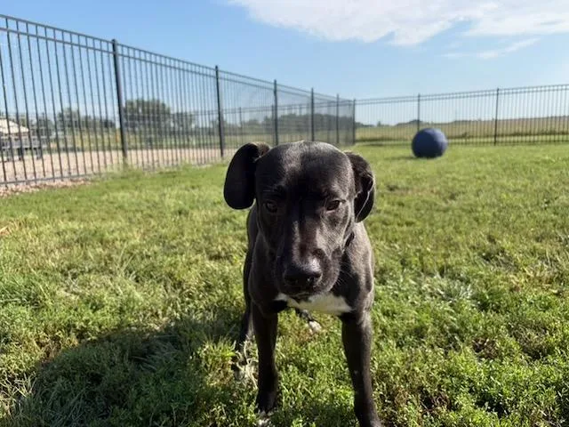 A young medium-sized male Mixed Breed dog named Tucker for adoption in Seward, NE