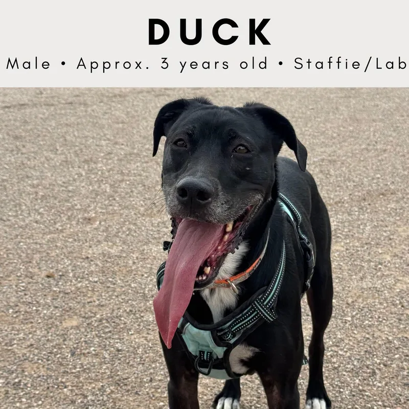 An adult large-sized male Black Labrador Retriever dog named Duck for adoption in Tucson, AZ