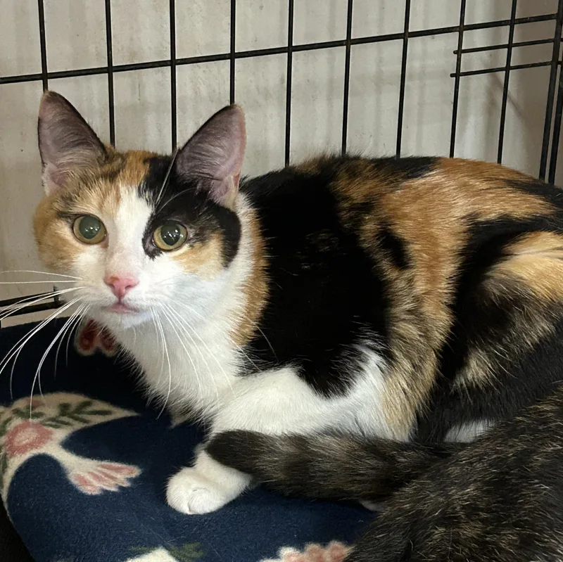 A young medium-sized female Calico Calico cat named Chloe for adoption in Marble Falls, TX