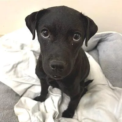 A young medium-sized female Black Mixed Breed dog named Cassie for adoption in Chattanooga, TN