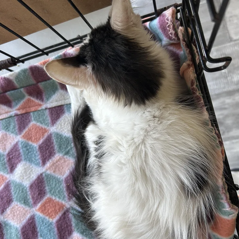 A baby medium-sized male Black & White / Tuxedo Domestic Medium Hair cat named Radar for adoption in LAMPASAS, TX