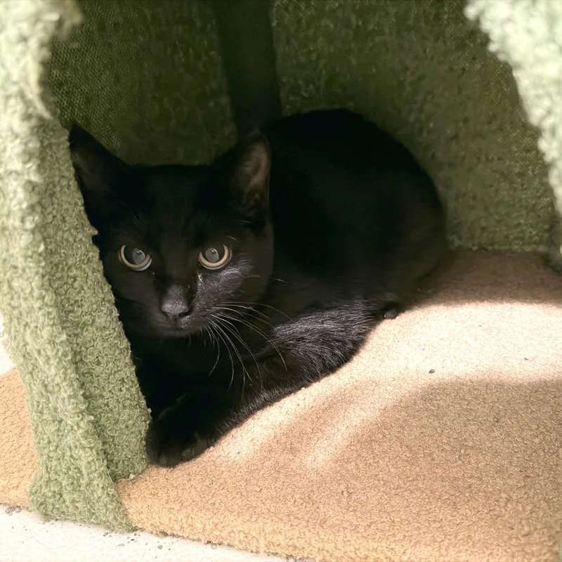 A baby small-sized female Black Domestic Short Hair cat named Closer by the Hour for adoption in Fredericksburg, VA