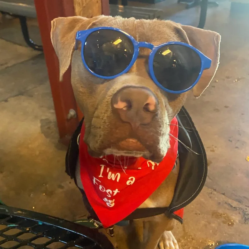 An adult medium-sized male Brown / Chocolate American Staffordshire Terrier dog named J Cole for adoption in Fort Lauderdale, FL
