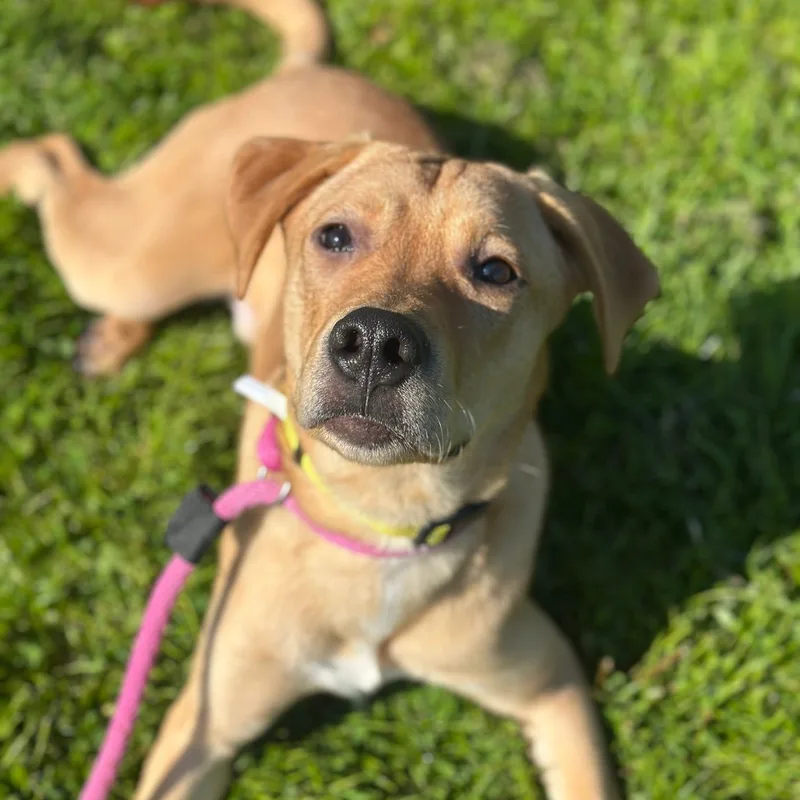 A baby medium-sized male German Shepherd Dog dog named Spice for adoption in Philadelphia, PA