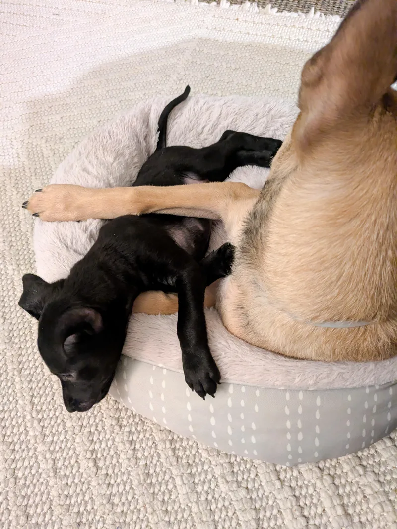 A baby small-sized male Black Chihuahua dog named Doc for adoption in West Hollywood, CA
