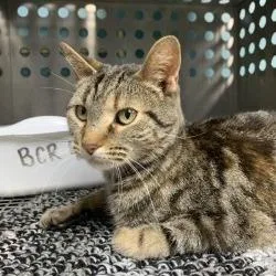 An adult large-sized female Brown / Chocolate Domestic Short Hair cat named Freya for adoption in Gainesville, GA