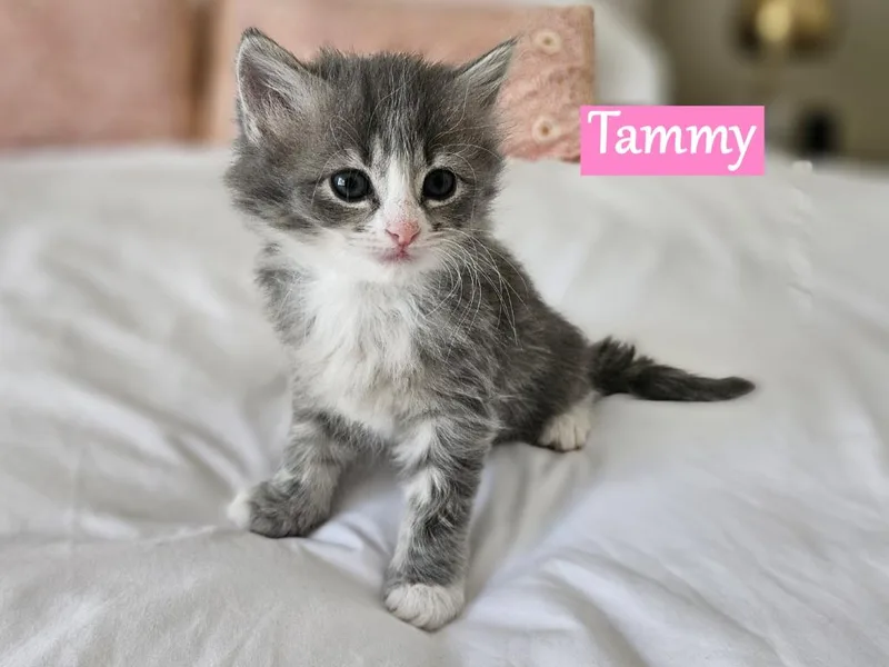 Tammy
