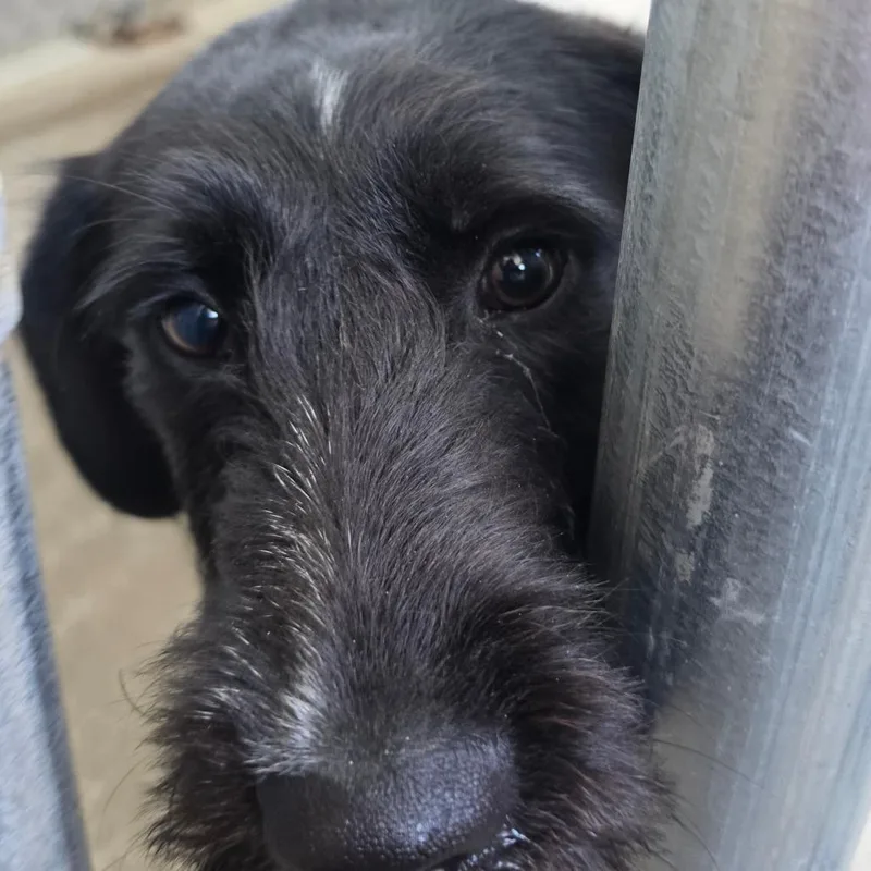 A young medium-sized female Black Poodle dog named Freckles for adoption in Delaware, OH