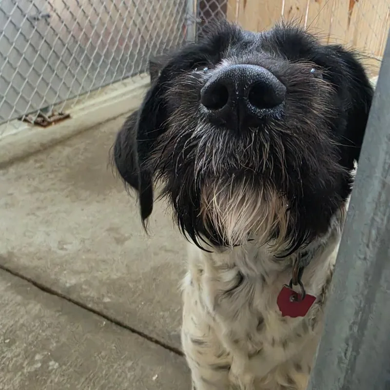 Freckles thumbnail 3