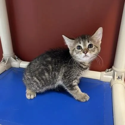 A baby small-sized female Domestic Short Hair cat named QTip for adoption in Janesville, WI