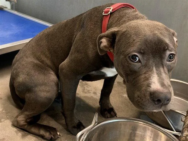 A young medium-sized female American Staffordshire Terrier dog named Rosie for adoption in Tavares, FL