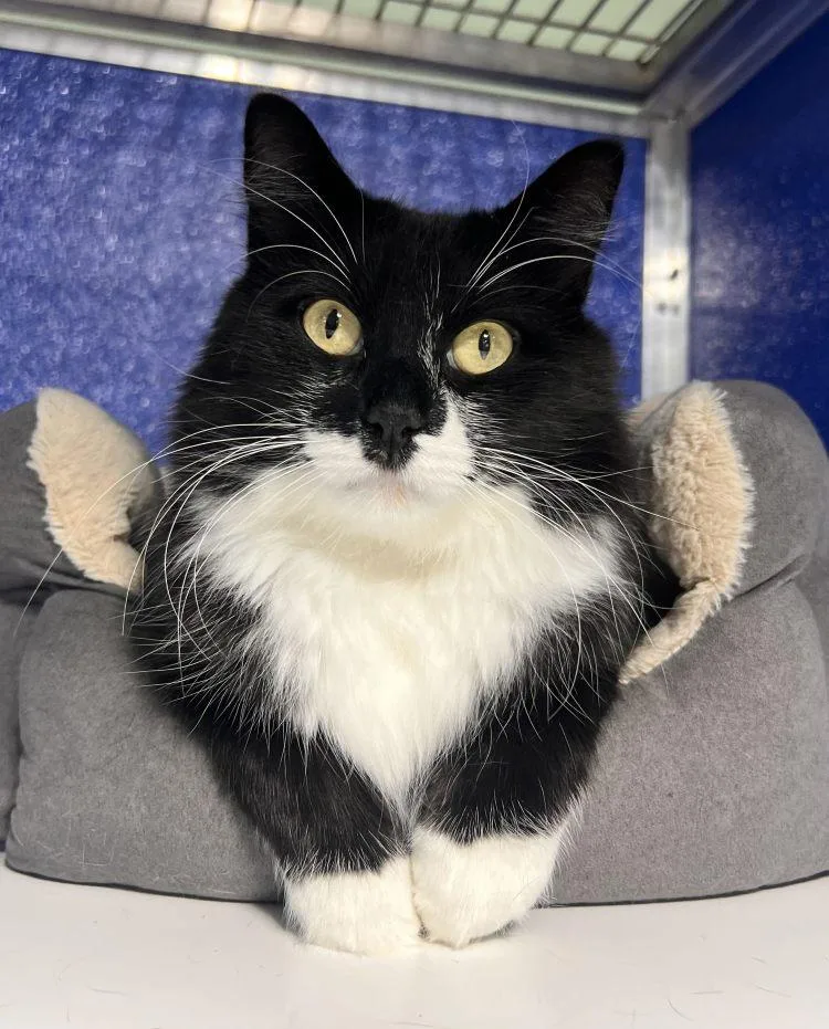 An adult medium-sized female Domestic Medium Hair cat named Edith Finch for adoption in Colorado Springs, CO