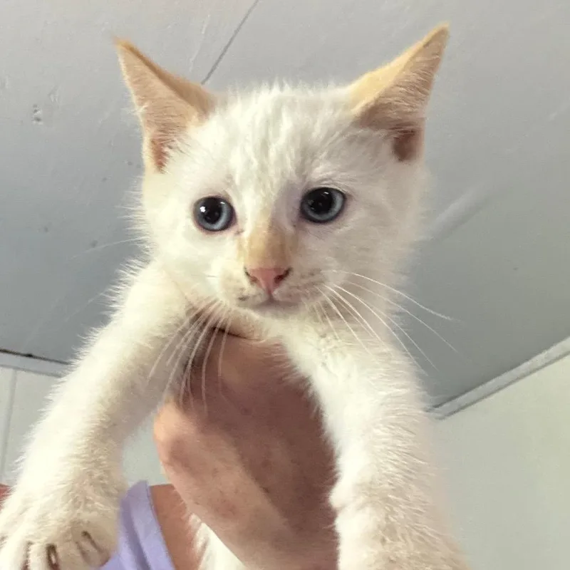 A baby small-sized male Flame Point Domestic Medium Hair cat named Richard for adoption in Hattiesburg, MS