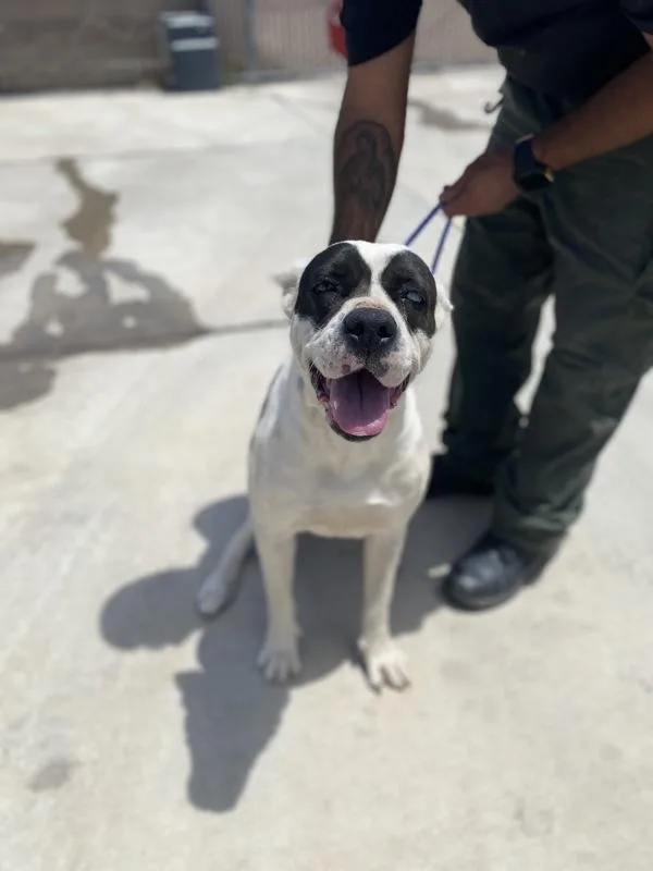An adult large-sized female Pit Bull Terrier dog named Lola for adoption in Victorville, CA