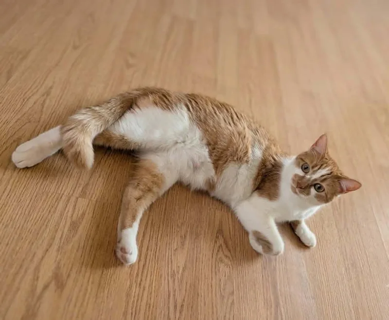 A young medium-sized female Orange / Red Domestic Short Hair cat named Sarah for adoption in Adrian, MI