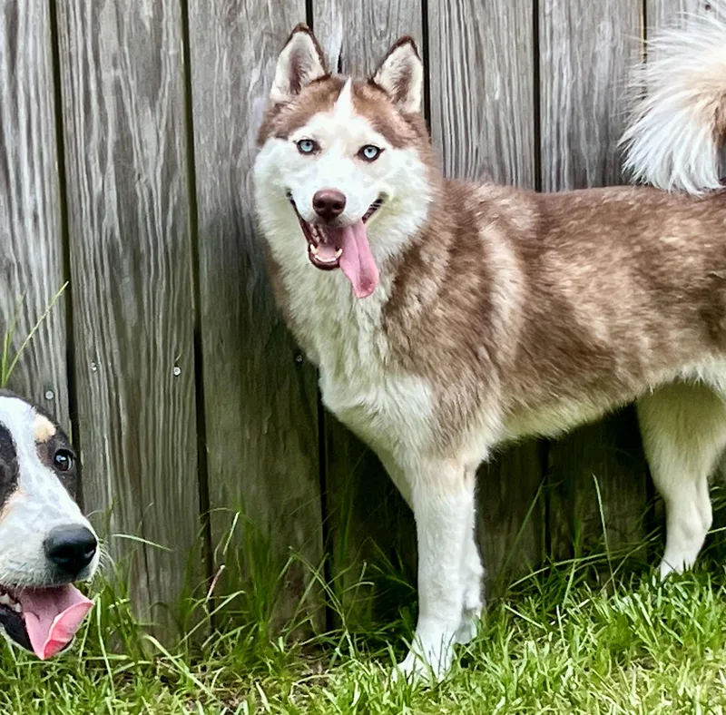 Kona