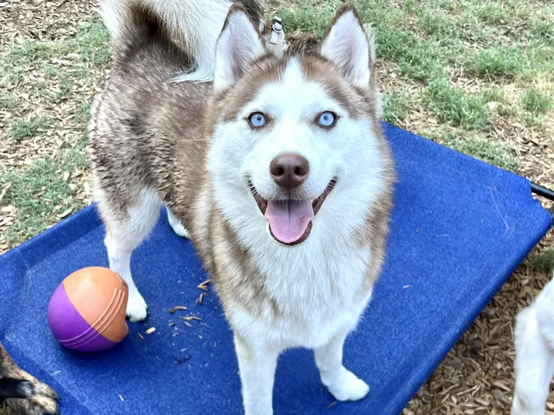 Kona thumbnail 3