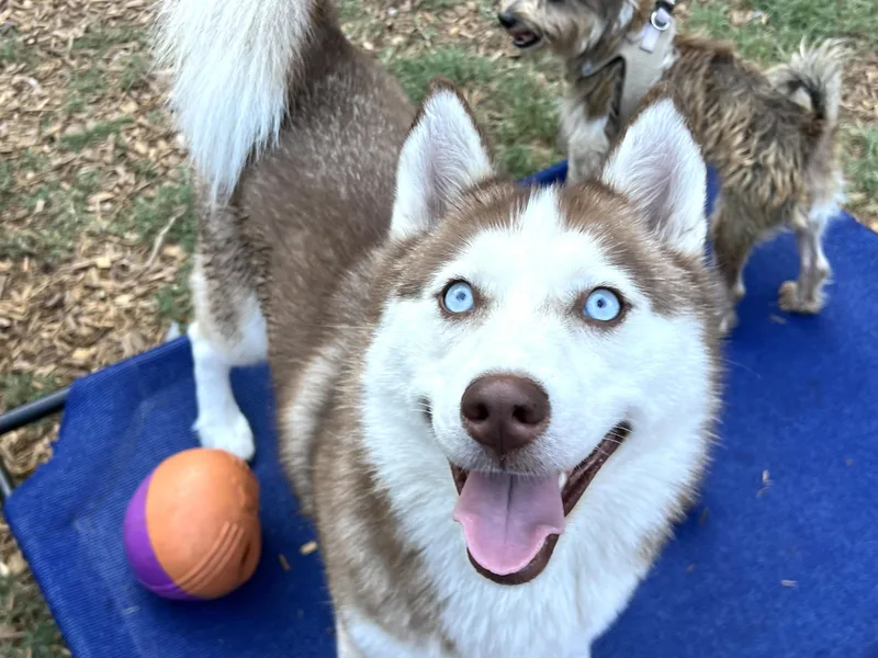 Kona thumbnail 4