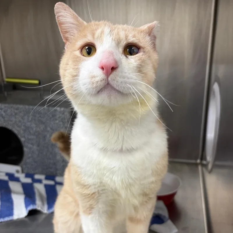 An adult large-sized male Orange / Red Domestic Short Hair cat named Dimitri for adoption in Newark, NJ