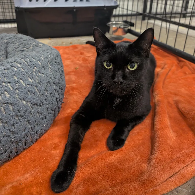 An adult medium-sized male Black Domestic Short Hair cat named Leopold for adoption in Columbus, OH