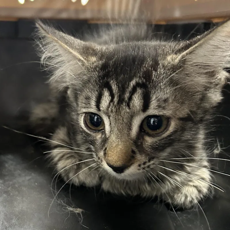 A baby small-sized female Gray / Blue / Silver Domestic Short Hair cat named Nema for adoption in Newark, NJ