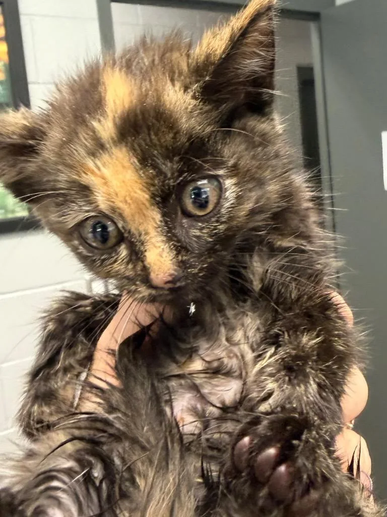 A baby large-sized female Domestic Short Hair cat named Sprinkles for adoption in Henderson, NC