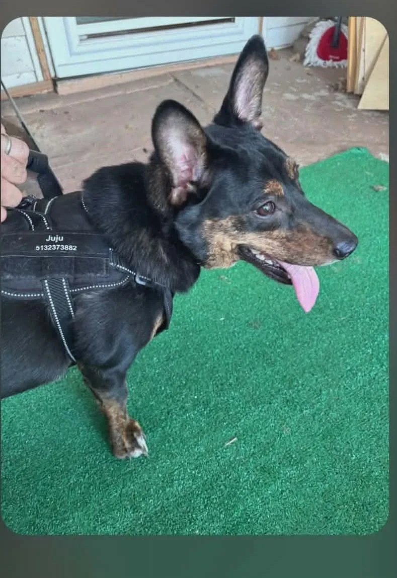 A baby medium-sized male Shepherd dog named Merle for adoption in Newport, KY