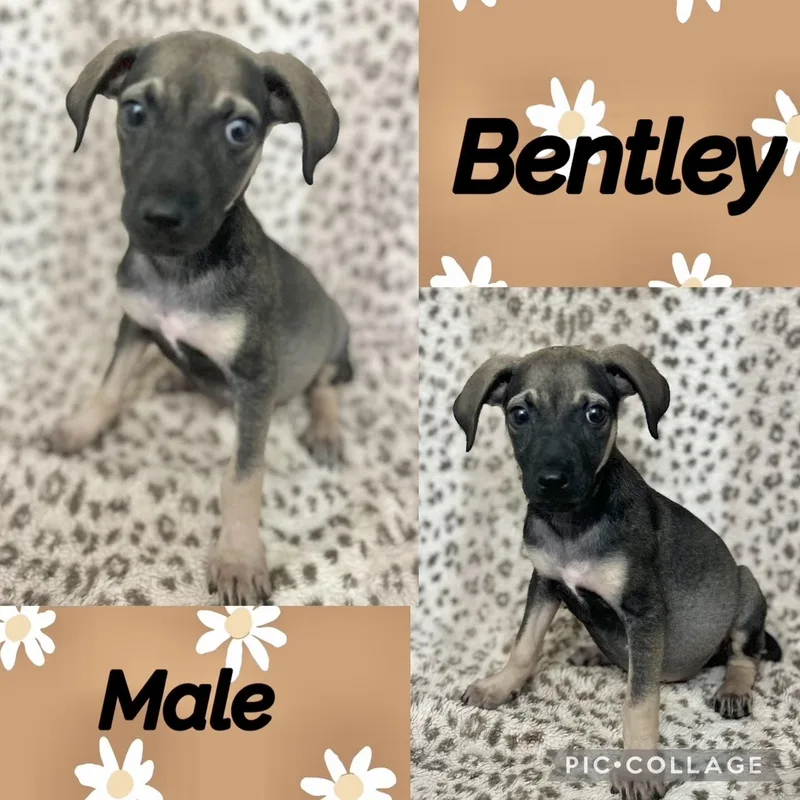 A baby medium-sized male German Shepherd Dog dog named Bentley for adoption in Manchester, CT