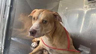 A young large-sized male Mixed Breed dog named Bronco for adoption in Dallas, TX