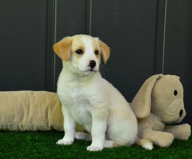 A baby large-sized male Golden Retriever dog named Eli for adoption in Willingboro, NJ
