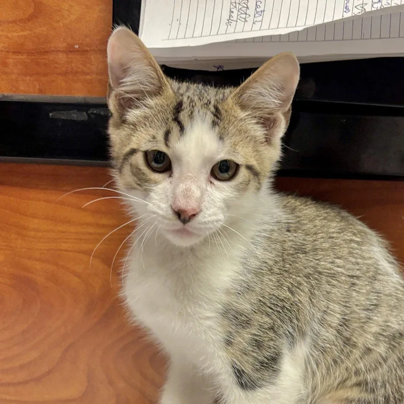 A baby medium-sized male Domestic Short Hair cat named Sweetie for adoption in Sonora, CA