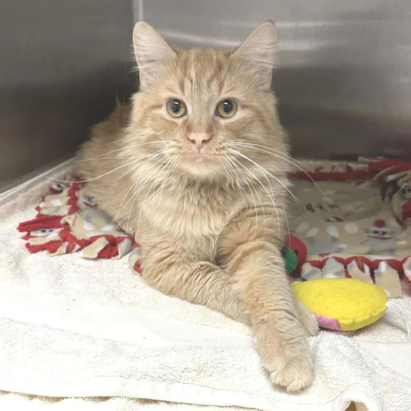 An adult large-sized male Domestic Medium Hair cat named Dorado for adoption in Naperville, IL