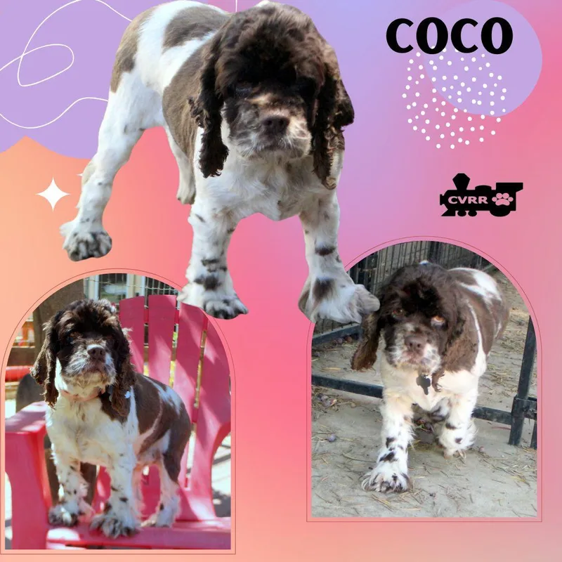 Coco