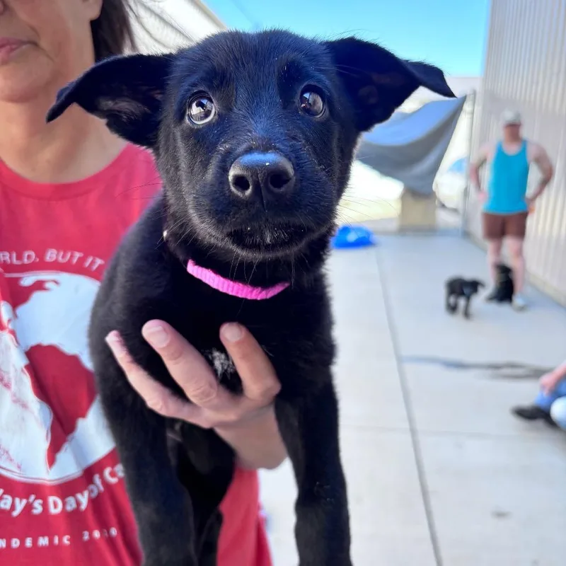 A baby small-sized female Black Mixed Breed dog named Hot pink collar female for adoption in Bismarck, ND