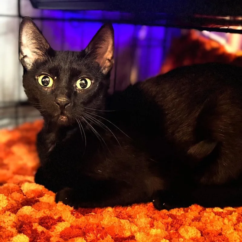 An adult small-sized female Black American Shorthair cat named Pumpkin Arc for adoption in Akron, NY