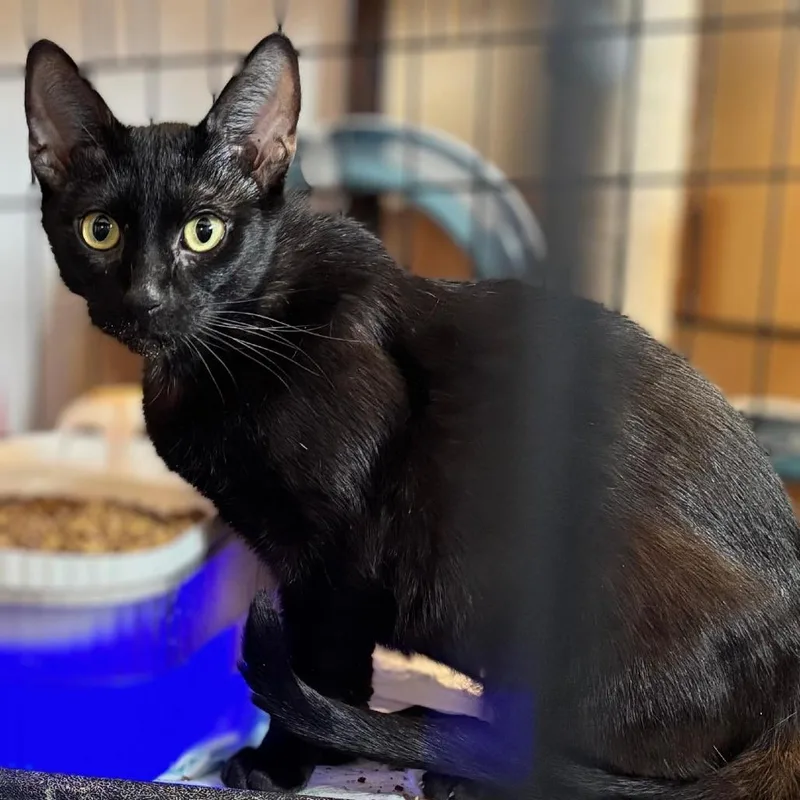 Pumpkin Arc thumbnail 2